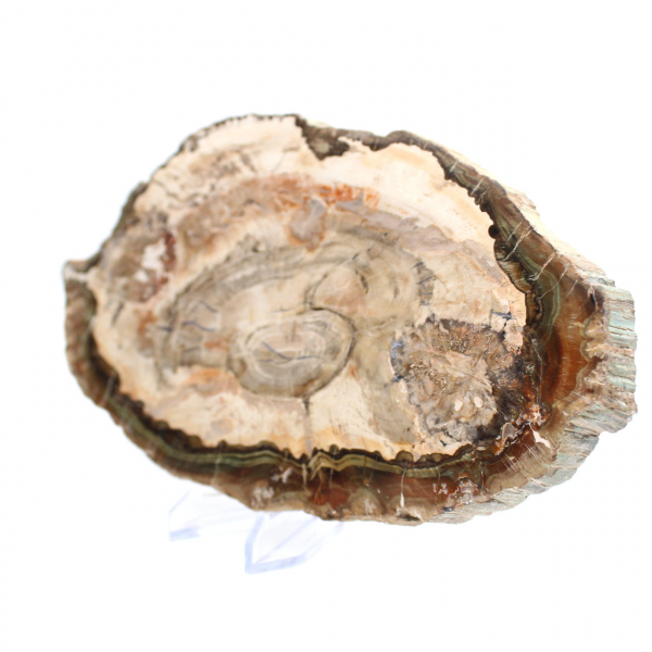 Fatia de madeira fossilizada polida, exemplar decorativo de prestígio, Madagascar Fatia de madeira fossilizada polida, exemplar decorativo de prestígio, Madagascar