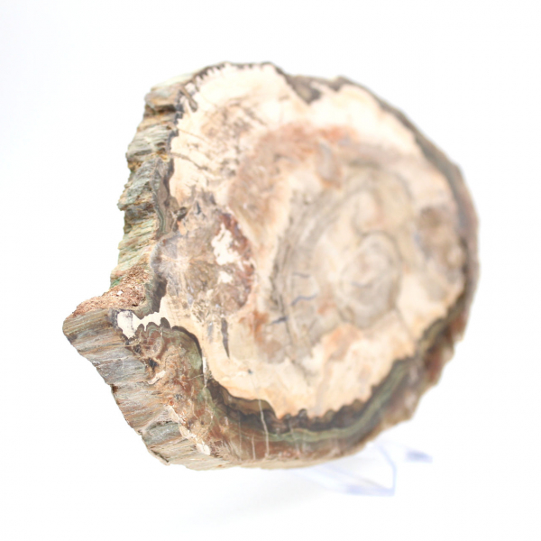 Fatia de madeira fossilizada polida, exemplar decorativo de prestígio, Madagascar Fatia de madeira fossilizada polida, exemplar decorativo de prestígio, Madagascar