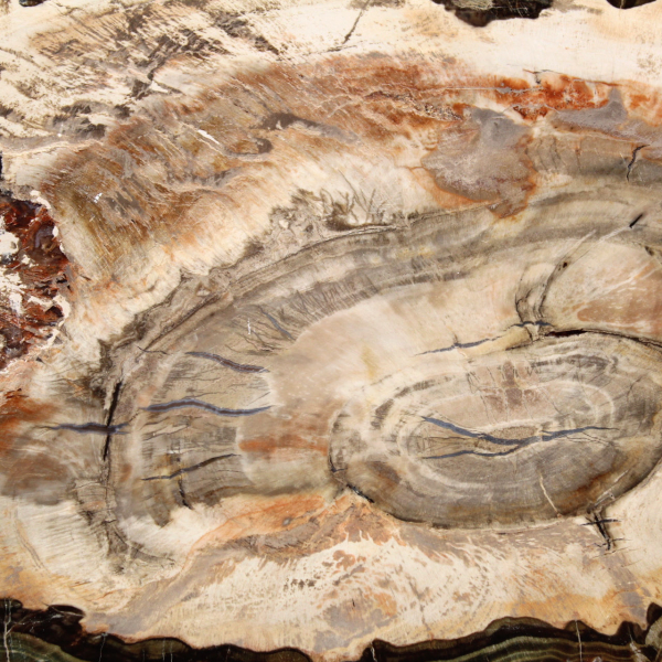 Fatia de madeira fossilizada polida, exemplar decorativo de prestígio, Madagascar Fatia de madeira fossilizada polida, exemplar decorativo de prestígio, Madagascar