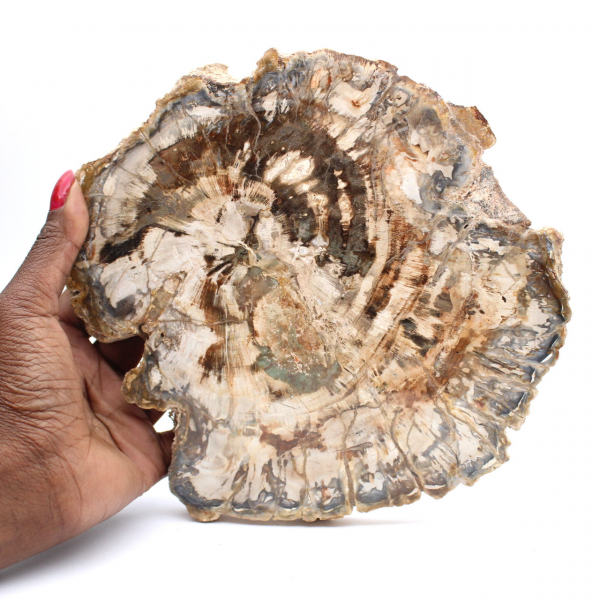 Grande pedaço de madeira fossilizada polida, ornamento único, Madagascar Grande pedaço de madeira fossilizada polida, ornamento único, Madagascar