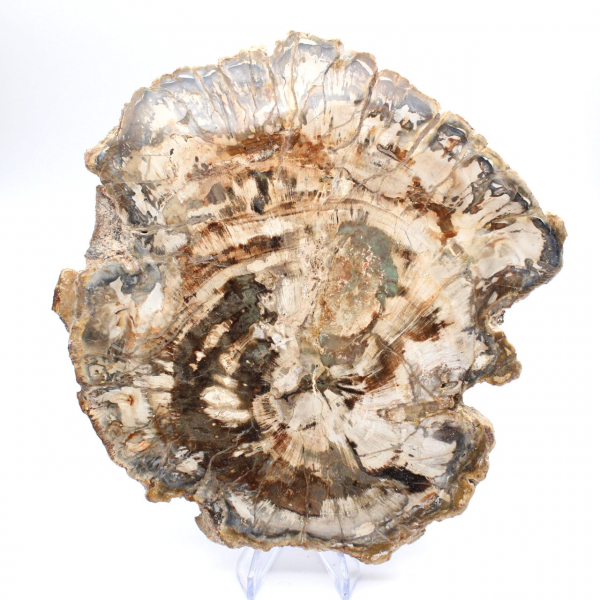 Grande pedaço de madeira fossilizada polida, ornamento único, Madagascar Grande pedaço de madeira fossilizada polida, ornamento único, Madagascar