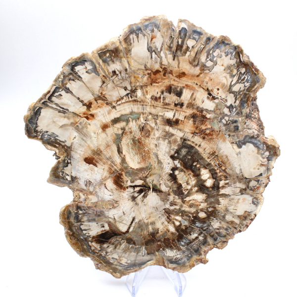 Grande pedaço de madeira fossilizada polida, ornamento único, Madagascar Grande pedaço de madeira fossilizada polida, ornamento único, Madagascar