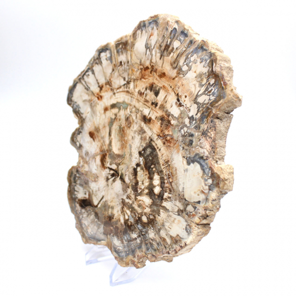 Grande pedaço de madeira fossilizada polida, ornamento único, Madagascar Grande pedaço de madeira fossilizada polida, ornamento único, Madagascar