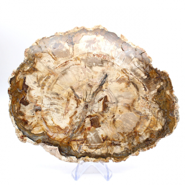 Grande pedaço de madeira petrificada polida, item de colecionador de fósseis sólidos, Madagascar Grande pedaço de madeira petrificada polida, item de colecionador de fósseis sólidos, Madagascar