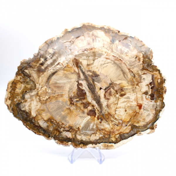 Grande pedaço de madeira petrificada polida, item de colecionador de fósseis sólidos, Madagascar Grande pedaço de madeira petrificada polida, item de colecionador de fósseis sólidos, Madagascar
