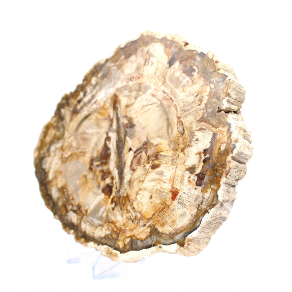 Grande pedaço de madeira petrificada polida, item de colecionador de fósseis sólidos, Madagascar Grande pedaço de madeira petrificada polida, item de colecionador de fósseis sólidos, Madagascar