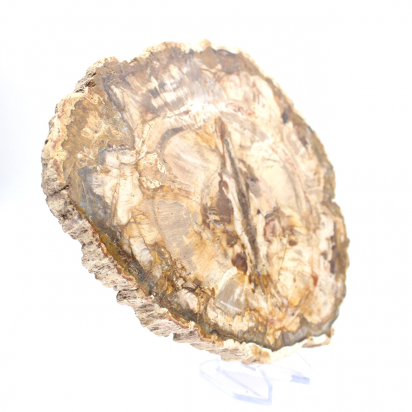 Grande pedaço de madeira petrificada polida, item de colecionador de fósseis sólidos, Madagascar Grande pedaço de madeira petrificada polida, item de colecionador de fósseis sólidos, Madagascar