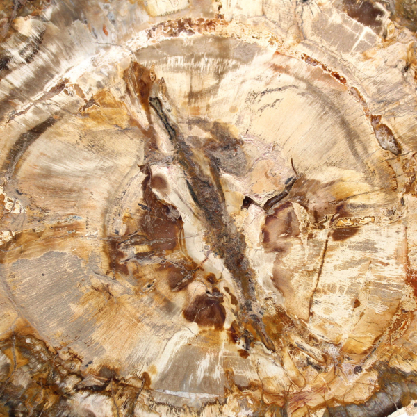 Grande pedaço de madeira petrificada polida, item de colecionador de fósseis sólidos, Madagascar Grande pedaço de madeira petrificada polida, item de colecionador de fósseis sólidos, Madagascar
