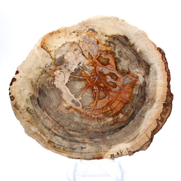 Madeira petrificada polida (fatia), item de colecionador, Madagascar Madeira petrificada polida (fatia), item de colecionador, Madagascar