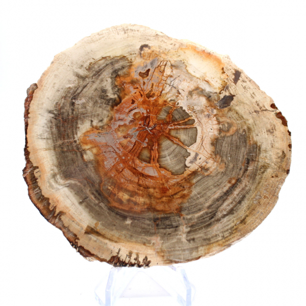 Madeira petrificada polida (fatia), item de colecionador, Madagascar Madeira petrificada polida (fatia), item de colecionador, Madagascar