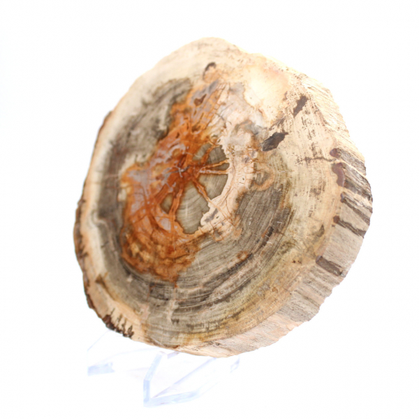 Madeira petrificada polida (fatia), item de colecionador, Madagascar Madeira petrificada polida (fatia), item de colecionador, Madagascar