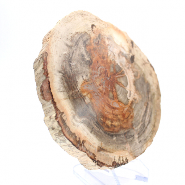 Madeira petrificada polida (fatia), item de colecionador, Madagascar Madeira petrificada polida (fatia), item de colecionador, Madagascar