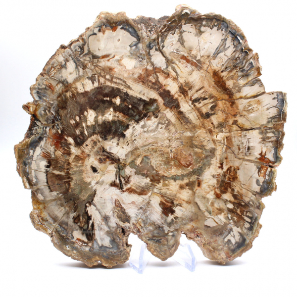 Madeira fossilizada (fatia), ornamento polido, item de colecionador, Madagascar Madeira fossilizada (fatia), ornamento polido, item de colecionador, Madagascar