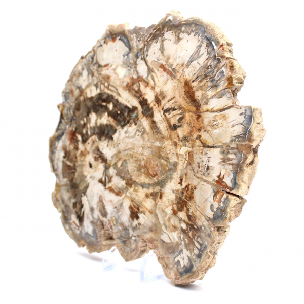 Madeira fossilizada (fatia), ornamento polido, item de colecionador, Madagascar Madeira fossilizada (fatia), ornamento polido, item de colecionador, Madagascar