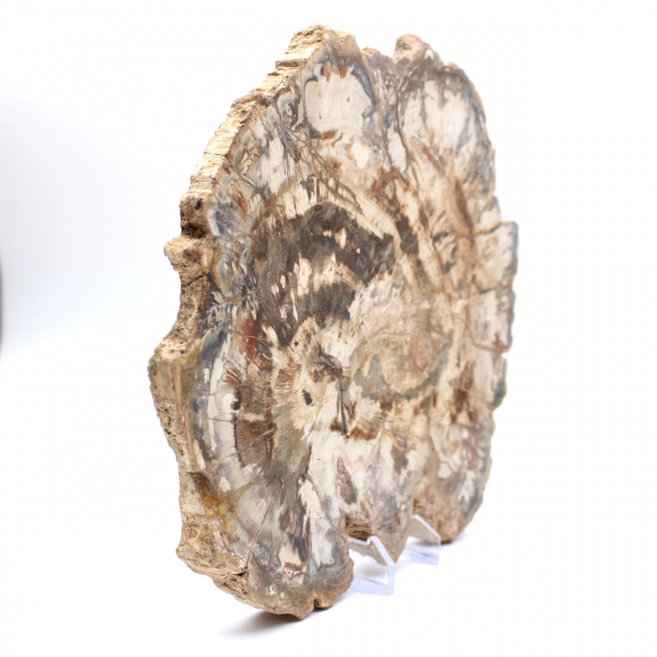 Madeira fossilizada (fatia), ornamento polido, item de colecionador, Madagascar Madeira fossilizada (fatia), ornamento polido, item de colecionador, Madagascar