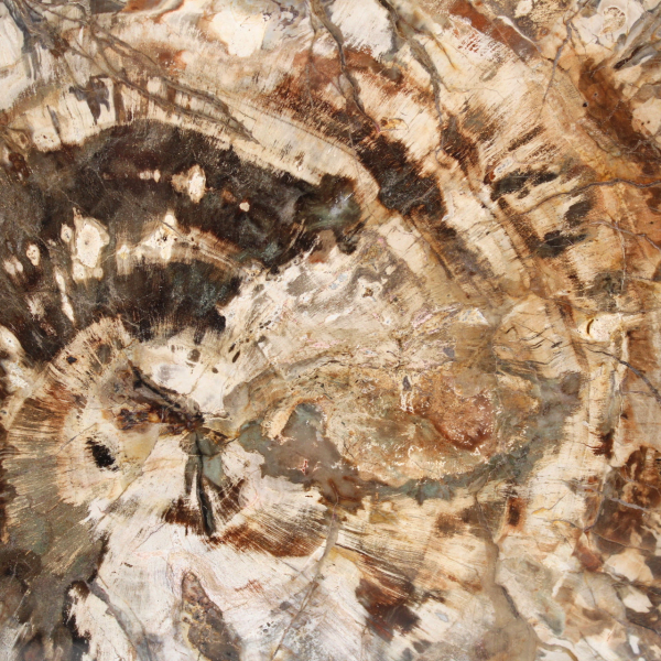 Madeira fossilizada (fatia), ornamento polido, item de colecionador, Madagascar Madeira fossilizada (fatia), ornamento polido, item de colecionador, Madagascar
