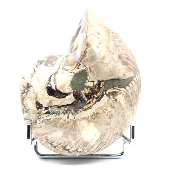 Amonita polida de coleção de Madagascar - Espécime decorativo autêntico