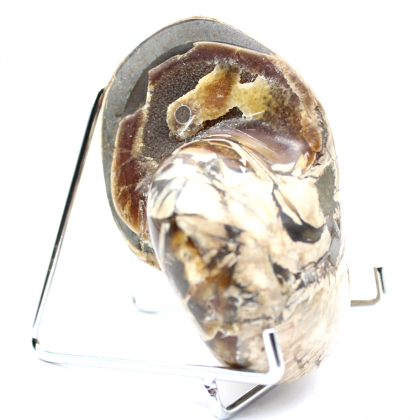 Amonita polida de coleção de Madagascar - Espécime decorativo autêntico