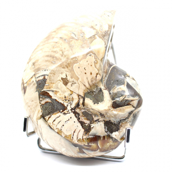 Amonita polida de coleção de Madagascar - Espécime decorativo autêntico