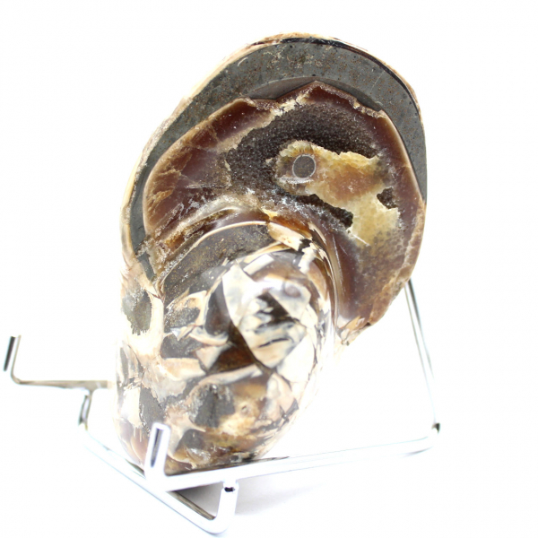 Amonita polida de coleção de Madagascar - Espécime decorativo autêntico