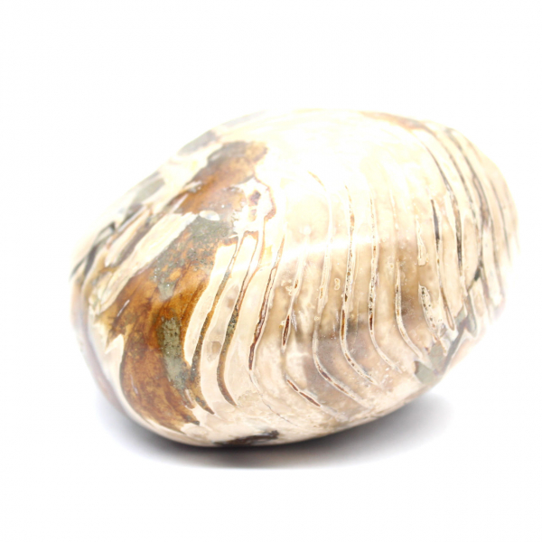 Amonita fossilizada polida de Madagascar - Decoração e Ciência Geológica