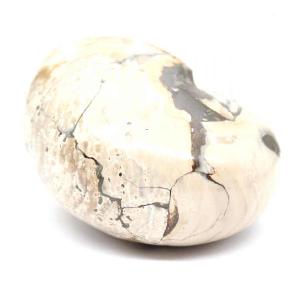 Espécime de amonita de Madagascar - Fóssil polido para colecionadores