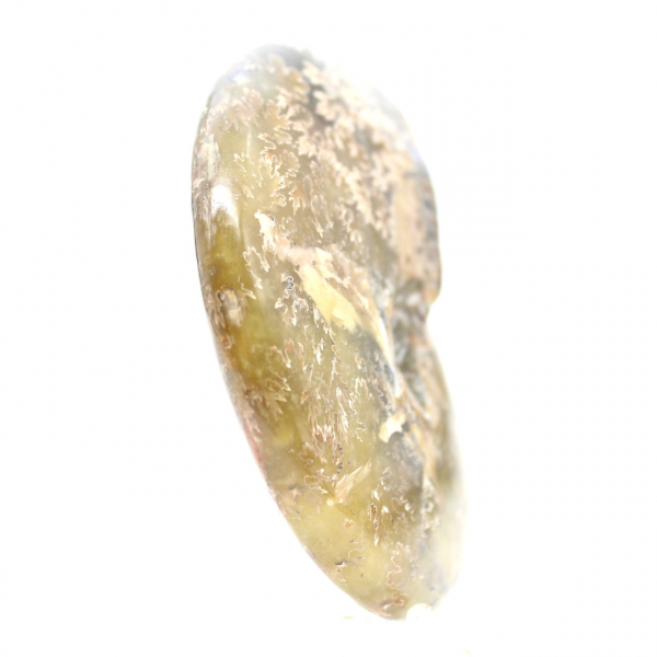 Fóssil de amonita polido de Madagascar - Espécime estreito e esguio