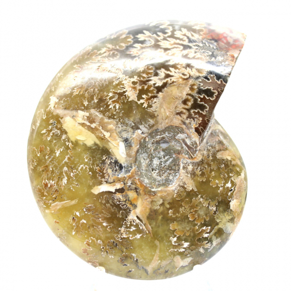 Fóssil de amonita polido de Madagascar - Espécime estreito e esguio