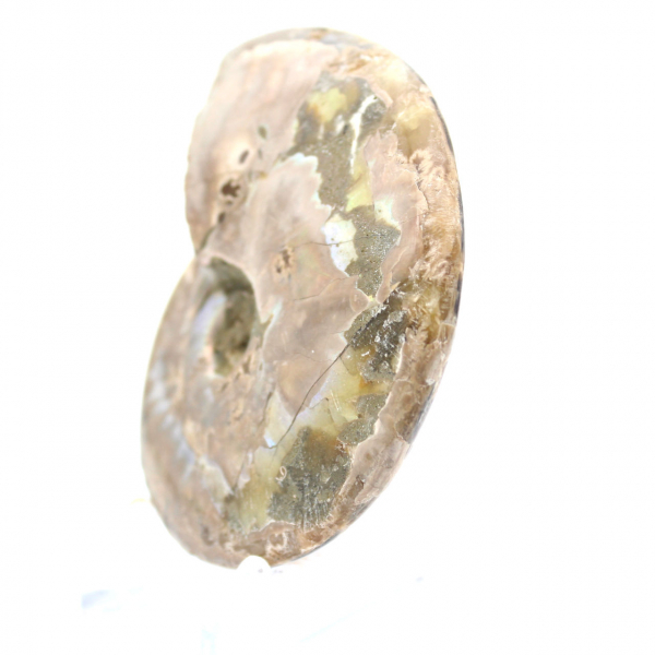 Amonita fóssil polida - Decoração e ciência paleontológica