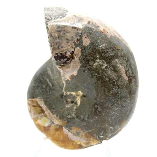 Fóssil de amonita polido de alta qualidade - peça decorativa natural