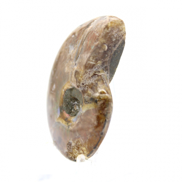 Menor amonita polida - Fóssil de Madagascar (35g)