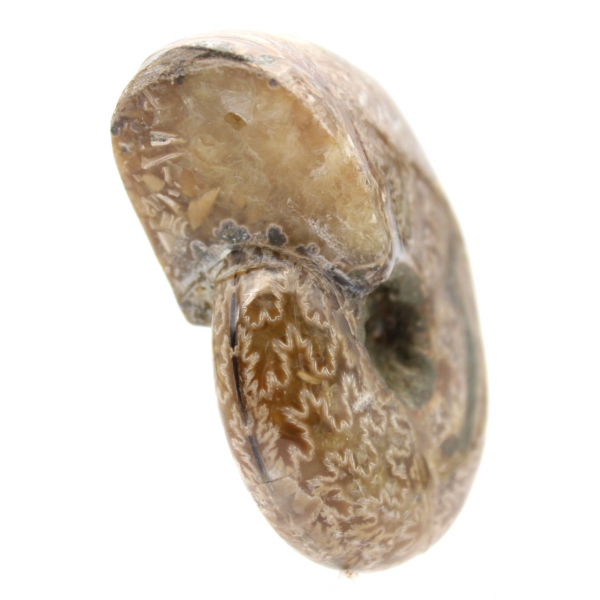 Amonita polida para colecionadores - Tesouro fóssil de Madagascar (100g)