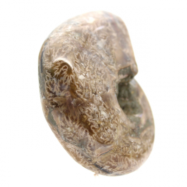 Amonita polida para colecionadores - Tesouro fóssil de Madagascar (100g)