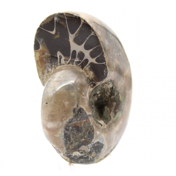 Amonita polida - Pequeno exemplar de colecionador de Madagascar (80g)