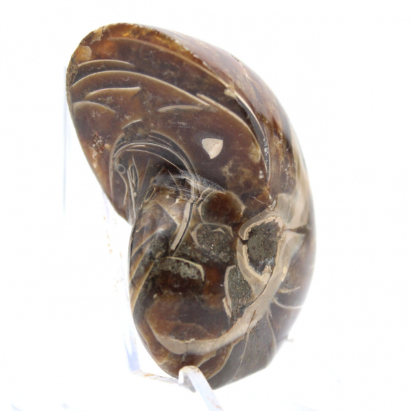 Amonita polida - Espécime de coleção restrita de Madagascar (120g)