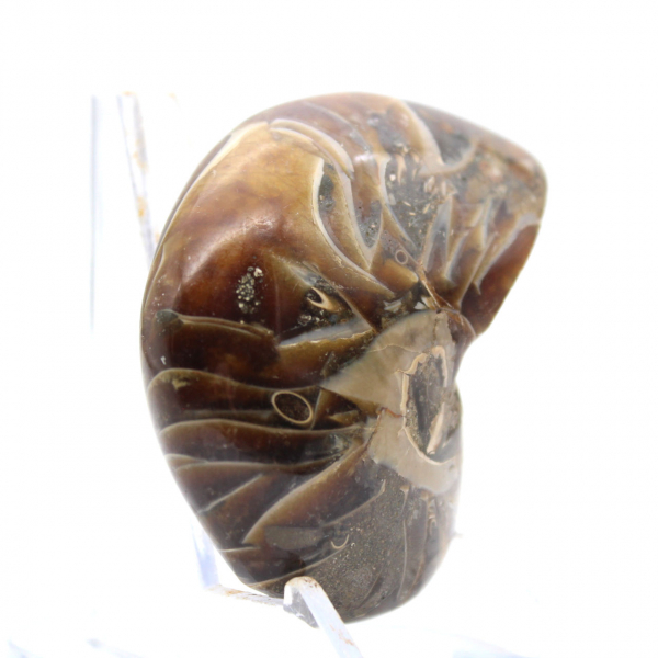 Amonita polida - Espécime de coleção restrita de Madagascar (120g)