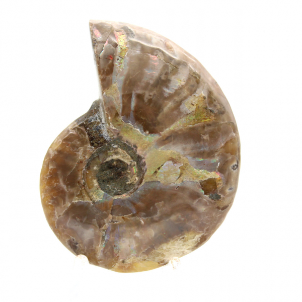 Amonita fossilizada polida de Madagascar - Miniatura colecionável (45g)