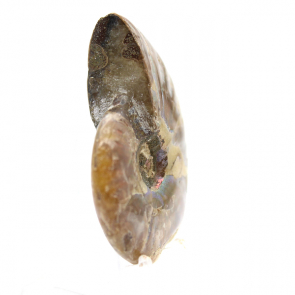 Amonita fossilizada polida de Madagascar - Miniatura colecionável (45g)