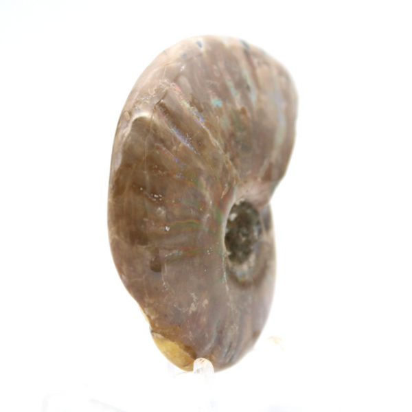 Amonita fossilizada polida de Madagascar - Miniatura colecionável (45g)