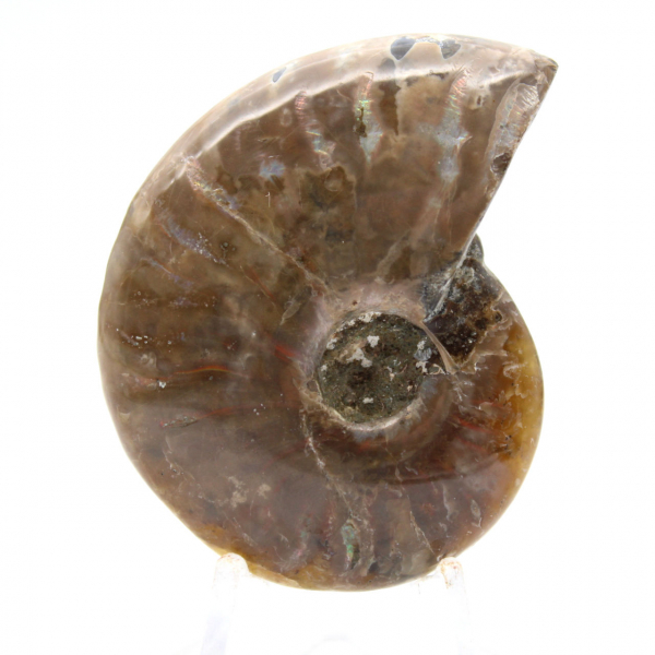 Amonita fossilizada polida de Madagascar - Miniatura colecionável (45g)
