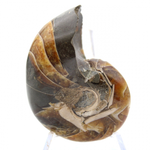 Amonita polida de Madagascar - Espécime compacto para colecionadores