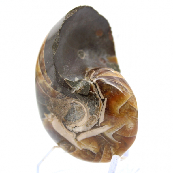 Amonita polida de Madagascar - Espécime compacto para colecionadores