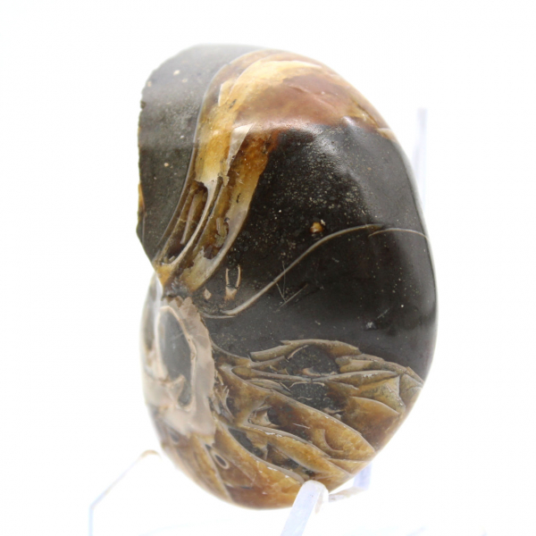 Amonita polida de Madagascar - Espécime compacto para colecionadores