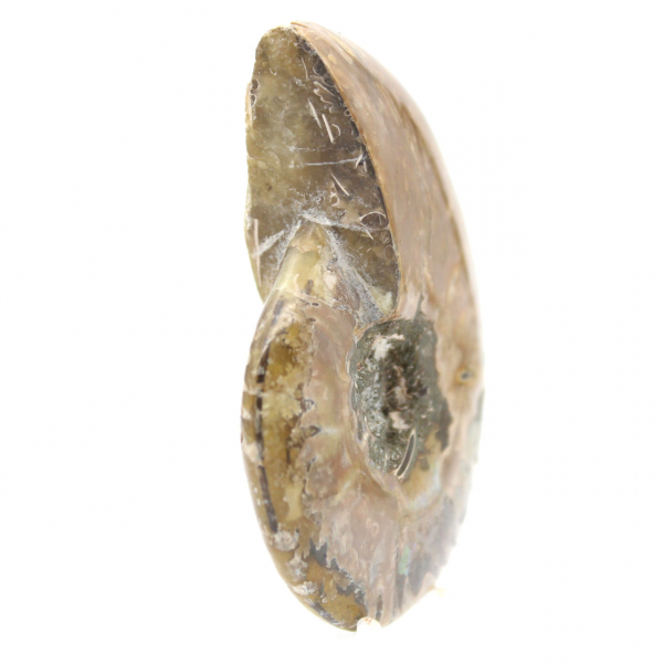 Fóssil de amonita polido estreito - Pedra histórica de Madagascar