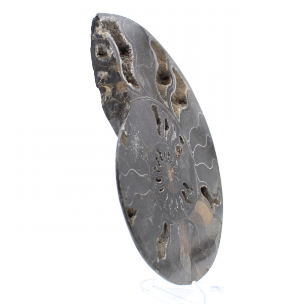 Fóssil de amonita decorativo polido – Espécime de Madagascar