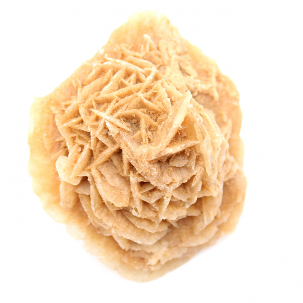 Rosa do deserto marroquino: roseta maciça de colecionador