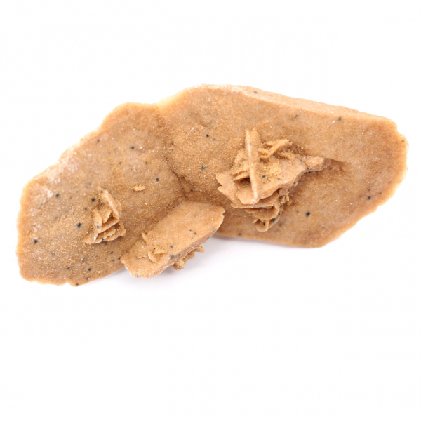 Rosa-do-deserto alongada de Marrocos: um espécime geológico