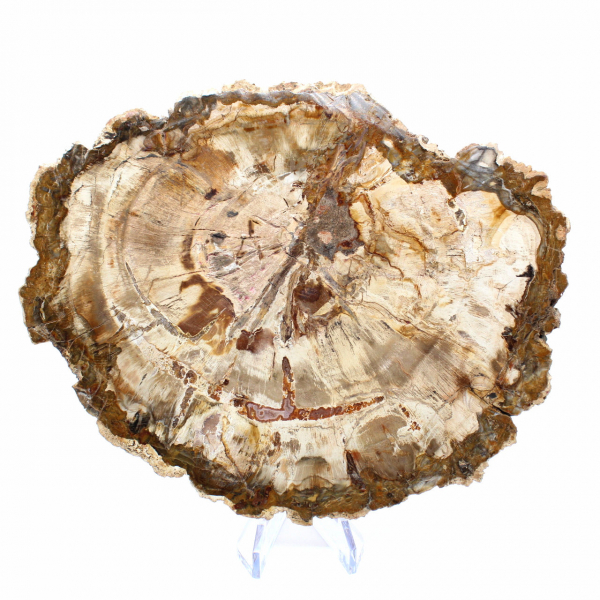 Fatia de madeira petrificada de Madagascar - Espécime de colecionador