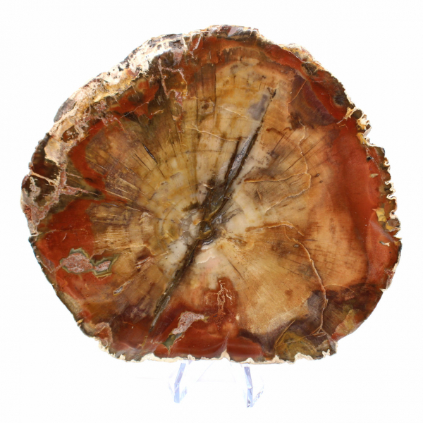 Fatia de madeira fossilizada Majunga - Objeto decorativo natural