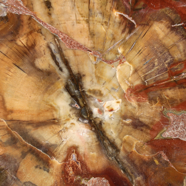 Fatia de madeira fossilizada Majunga - Objeto decorativo natural